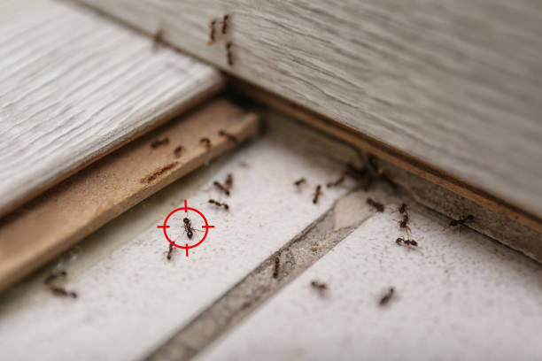 Best Mosquito Control Services  in East Peoria, IL