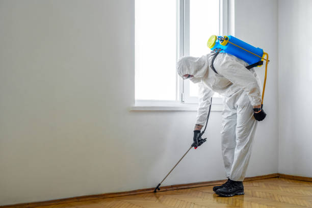 Best Termite Control Services  in East Peoria, IL