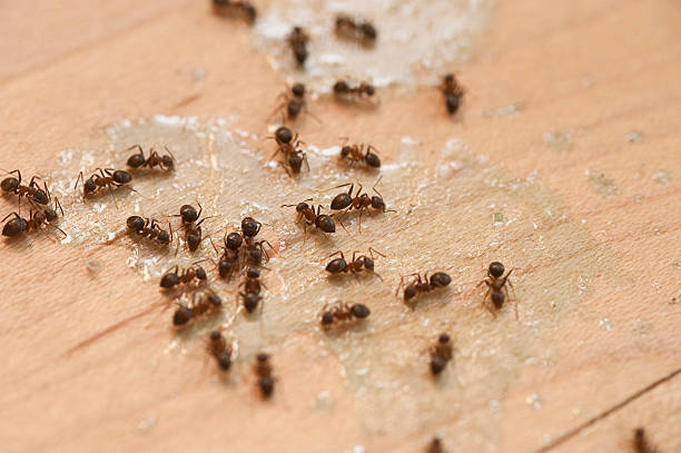 Best Affordable Pest Control Services  in East Peoria, IL